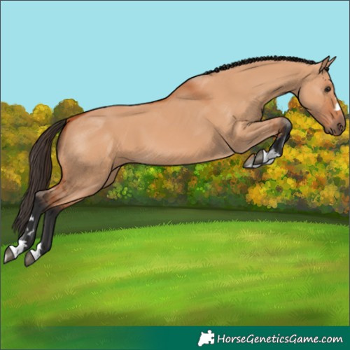 Horse Color:Bay Dun 