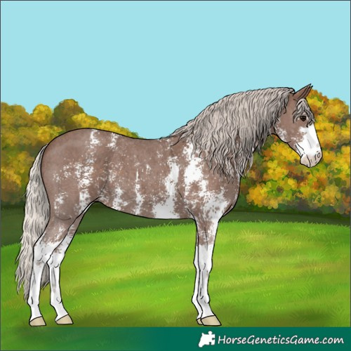 Horse Color:Silver Black Sabino