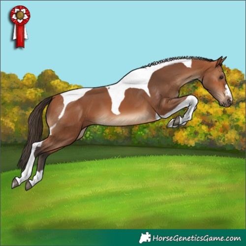 Horse Color:Bay Tobiano