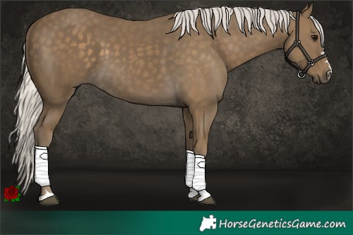 Horse Color:Silver Smoky Black 