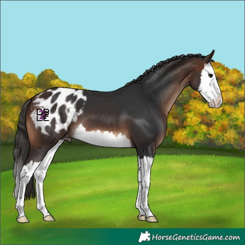 Horse Color:Brown Splash Appaloosa 
