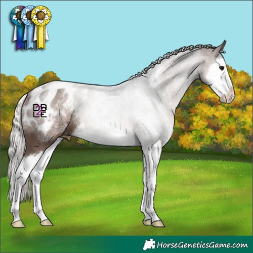 Horse Color:Silver Black Splash Appaloosa 