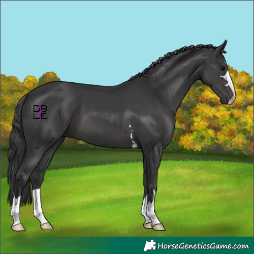 Horse Color:Black 