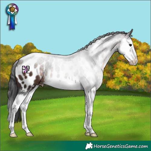 Horse Color:Brown Splash Appaloosa 