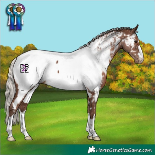 Horse Color:Silver Black Appaloosa 