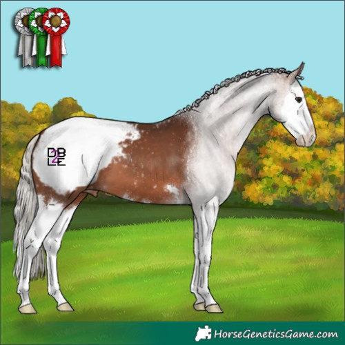 Horse Color:Silver Brown Splash Appaloosa 