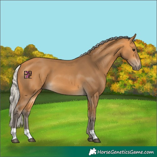 Horse Color:Silver Buckskin 