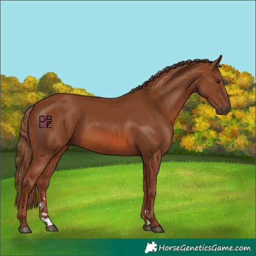 Horse Color:Chestnut 