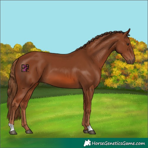 Horse Color:Chestnut 