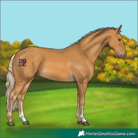 Horse Color:Palomino 