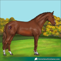 Horse Color:Chestnut 