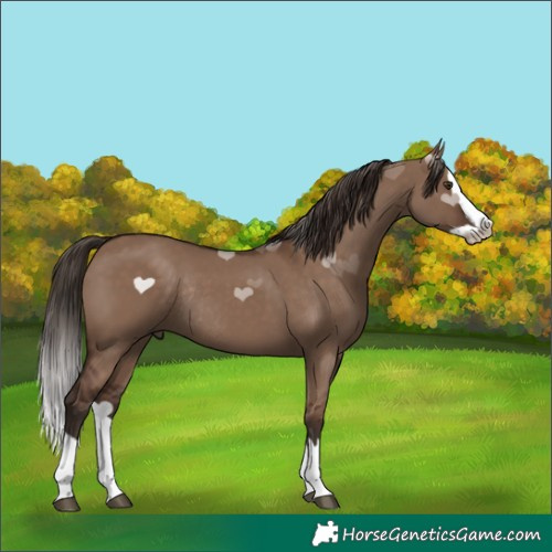 Horse Color:Liver Red Dun Splash Rabicano 