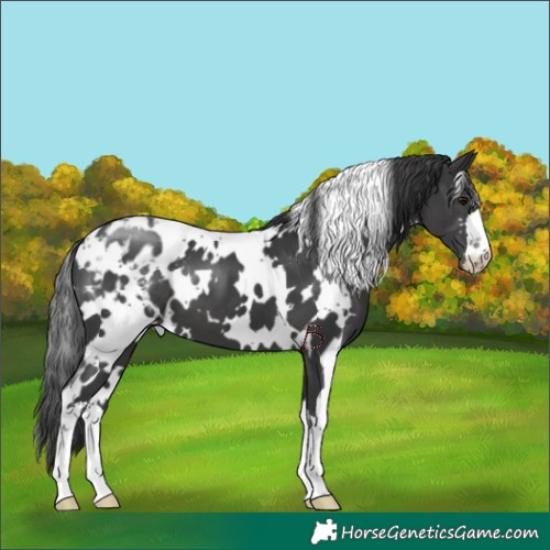 Horse Color:White Spotted Black Appaloosa 