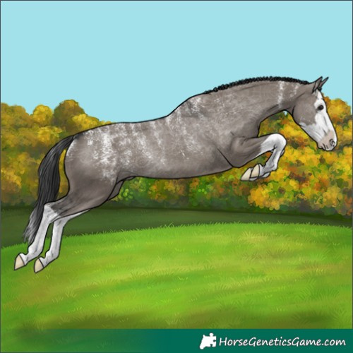 Horse Color:Powder White Grullo Splash Rabicano