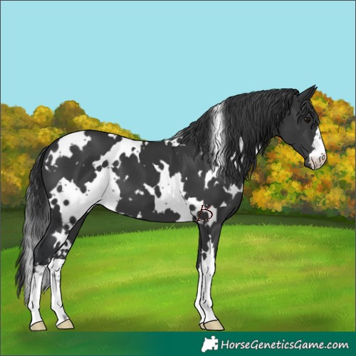 Horse Color:White Spotted Black 