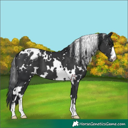 Horse Color:White Spotted Black Appaloosa