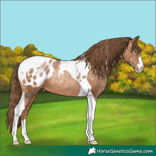Horse Color:Liver Chestnut Pearl Tobiano Appaloosa