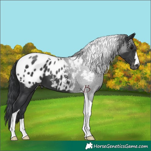 Horse Color:Black Tobiano Appaloosa 