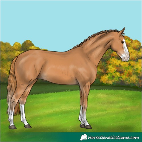 Horse Color:Chestnut Splash 