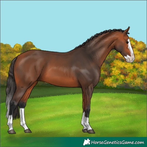 Horse Color:Bay Splash