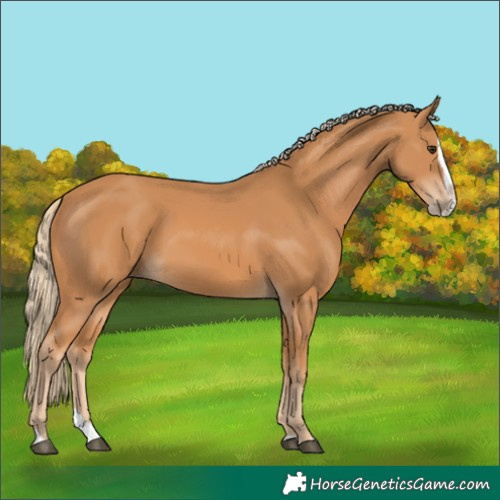 Horse Color:Chestnut Splash
