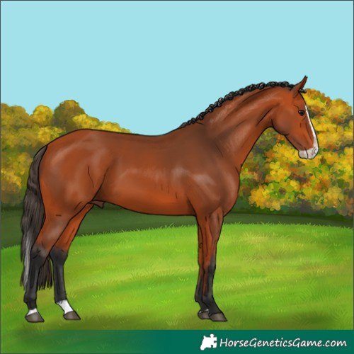 Horse Color:Bay Splash