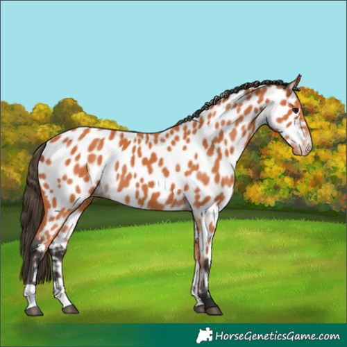 Horse Color:Bay Appaloosa
