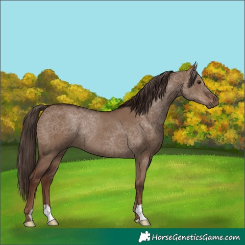 Horse Color:Liver Red Dun Rabicano