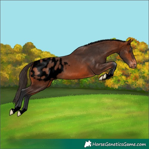 Horse Color:Void Bay Appaloosa Rabicano