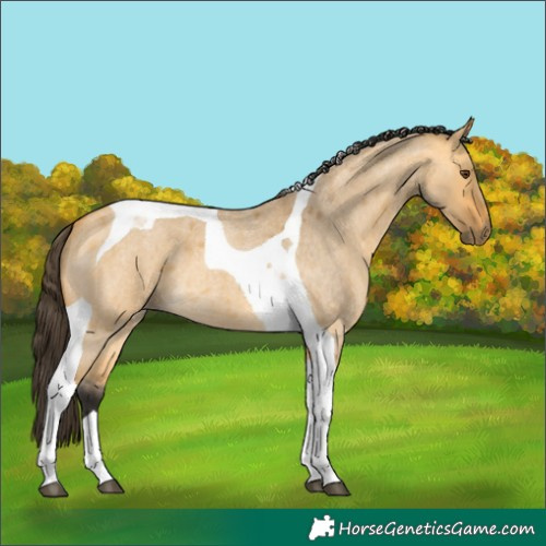 Horse Color:Buckskin Roan Dun Tobiano
