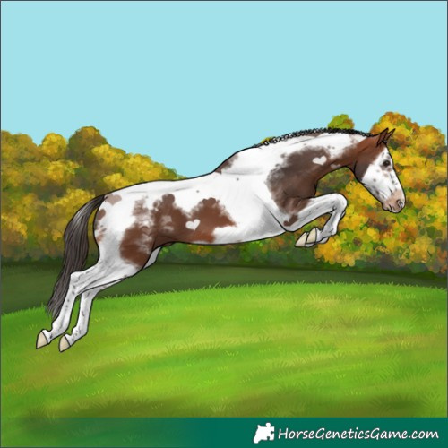 Horse Color:Powder White Bay Splash Tobiano Frame Appaloosa 