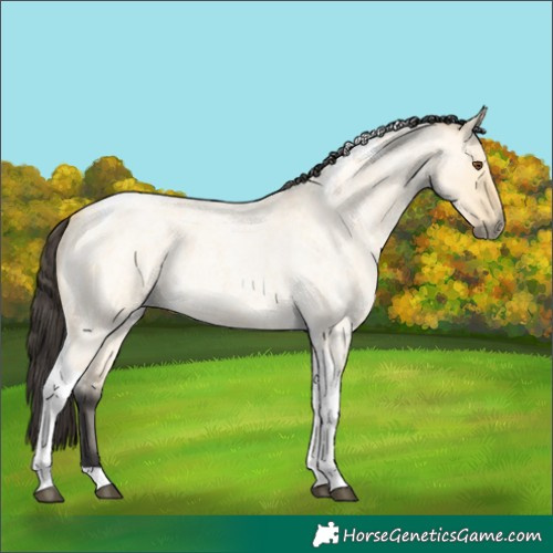 Horse Color:Buckskin Roan Dun Tobiano