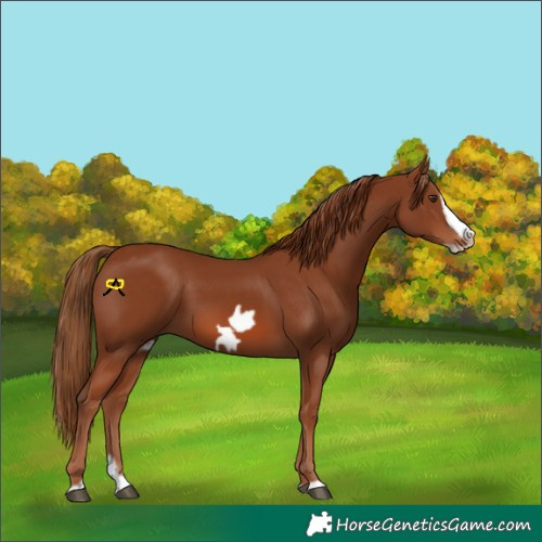Horse Color:Chestnut Splash Frame 