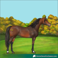 Horse Color:Bay Rabicano 
