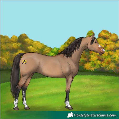 Horse Color:Bay Dun Rabicano 