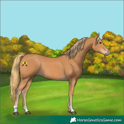Horse Color:Chestnut Rabicano