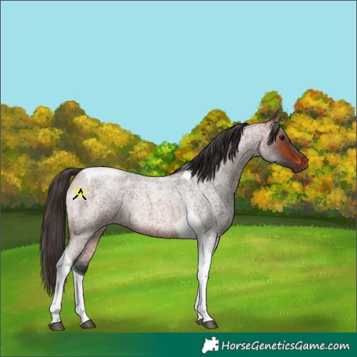 Horse Color:Bay Roan Tobiano Rabicano 
