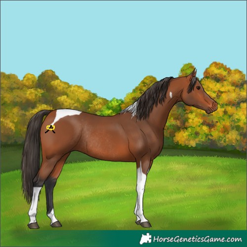 Horse Color:Bay Tobiano Rabicano 