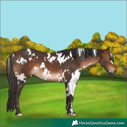 Horse Color:White Spotted Brown