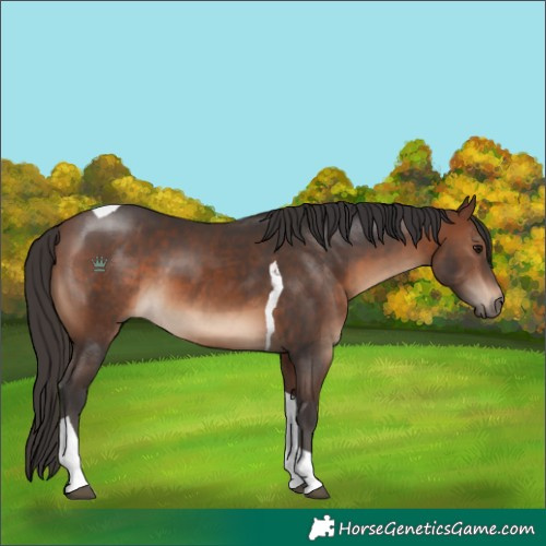 Horse Color:Brown Tobiano 
