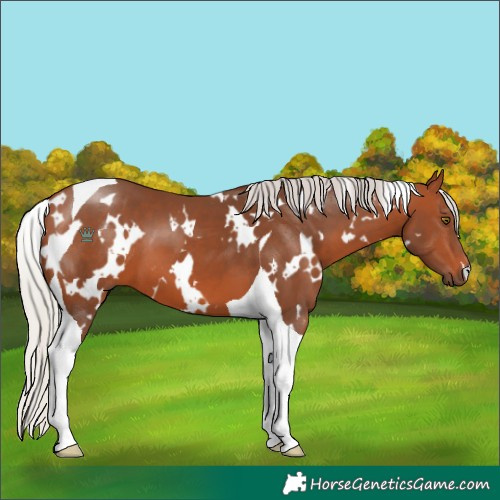 Horse Color:White Spotted Silver Brown Tobiano