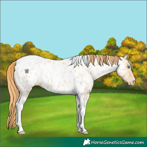 Horse Color:Smoky Grullo Pearl Tobiano Appaloosa 