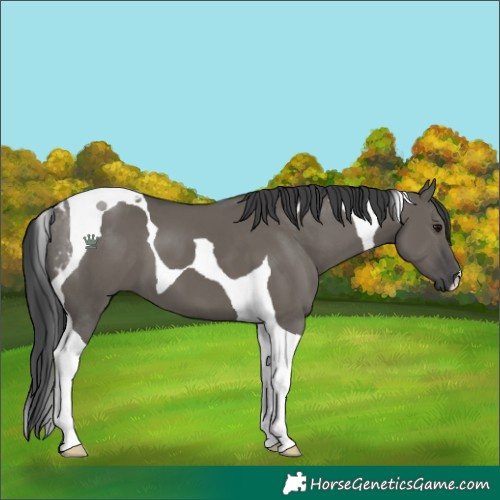 Horse Color:Grullo Tobiano