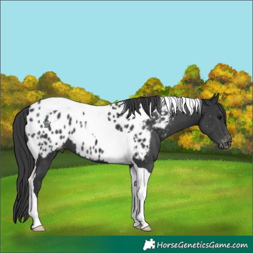 Horse Color:Black Tobiano Appaloosa 