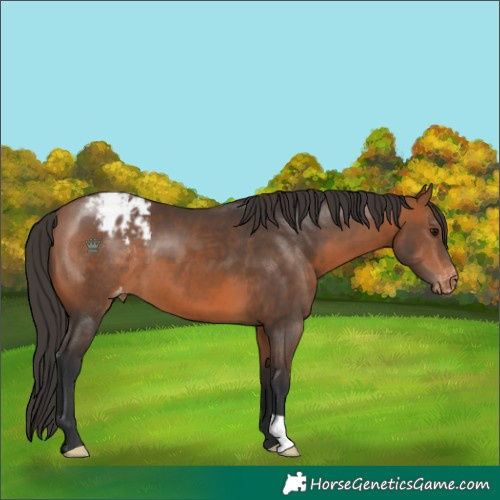 Horse Color:Bay Appaloosa