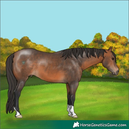 Horse Color:Bay 
