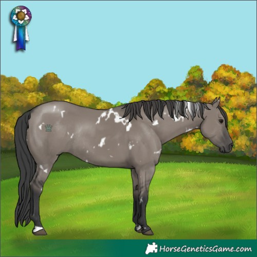 Horse Color:White Spotted Grullo Rabicano