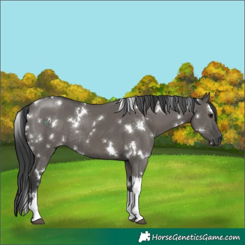Horse Color:White Spotted Grullo Tobiano Rabicano