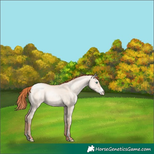 Horse Color:Classic Champagne Pearl Dun Sabino 