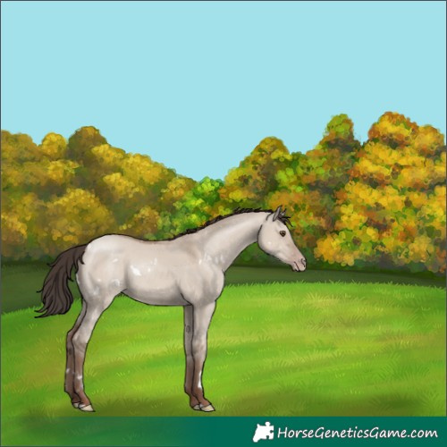Horse Color:White Spotted Classic Champagne Dun